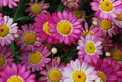 Angelic™ Argyranthemum Ruby 