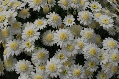 Angelic™ Argyranthemum Snow 