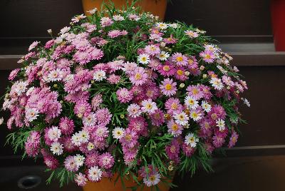 Angelic™ Argyranthemum Candy Pink 