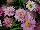 Angelic™ Argyranthemum Candy Pink 