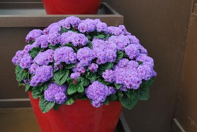 Aguilera™ Ageratum Purple