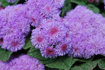 Aguilera™ Ageratum Purple