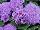 Danziger 'Dan' Flower Farm: Ageratum  'Purple' 