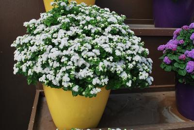 Aguilera™ Ageratum White