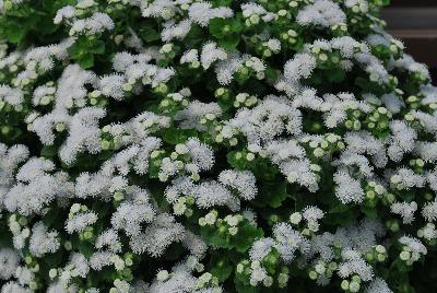 Aguilera™ Ageratum White 