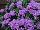 Danziger 'Dan' Flower Farm: Ageratum  'Violet' 