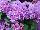 Danziger 'Dan' Flower Farm: Ageratum  'Violet' 