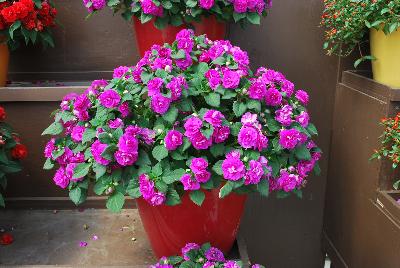 Danziger 'Dan' Flower Farm: Musica™ Impatiens Electric Purple 