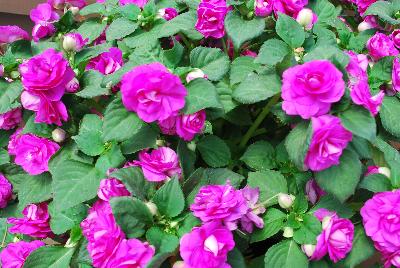 Danziger 'Dan' Flower Farm: Musica™ Impatiens Electric Purple 