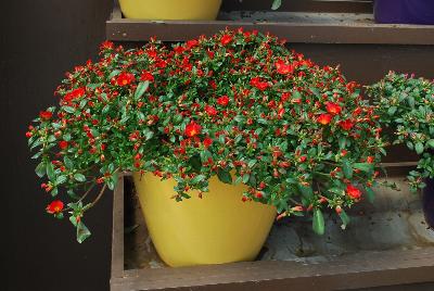 Pazzaz™ Portulaca Orange Flare