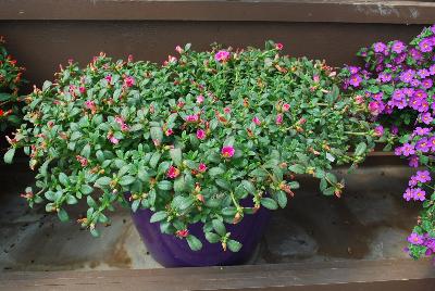 Pazzaz™ Portulaca Sweet Pink