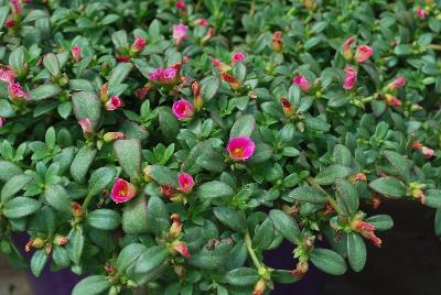 Pazzaz™ Portulaca Sweet Pink 
