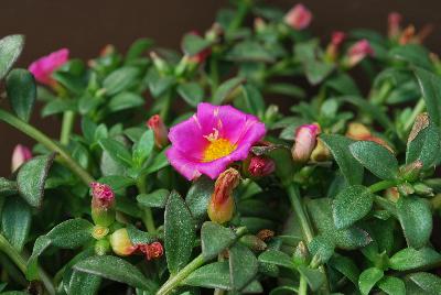 Pazzaz™ Portulaca Sweet Pink 