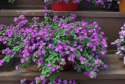 Scopia® Bacopa Great Violet Glow