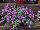 Danziger 'Dan' Flower Farm: Bacopa  'Great Violet Glow' 