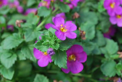 Scopia® Bacopa Great Violet Glow