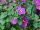 Danziger 'Dan' Flower Farm: Bacopa  'Great Violet Glow' 