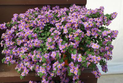 Scopia® Bacopa Great Azure