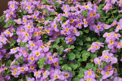 Scopia® Bacopa Great Azure 