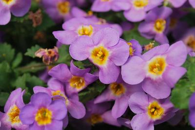 Scopia® Bacopa Great Azure 