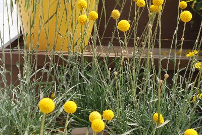 Golf™ Craspedia Beauty