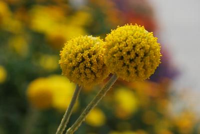 Golf™ Craspedia Beauty