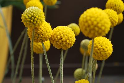 Golf™ Craspedia Beauty