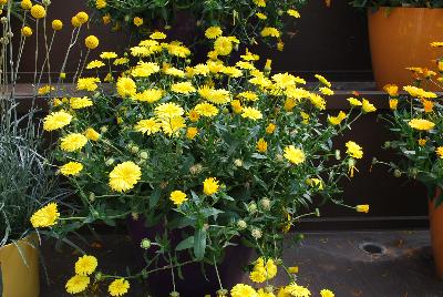 Cheers™ Calendula Yellow