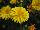 Danziger 'Dan' Flower Farm: Calendula  'Yellow' 