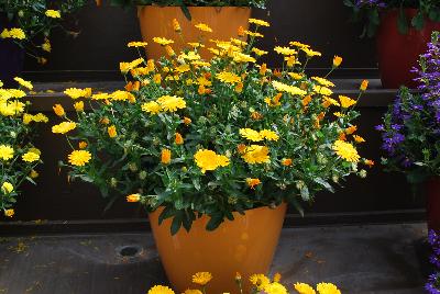 Cheers™ Calendula Orange