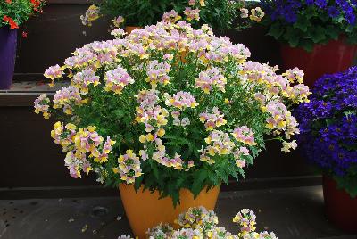 Nesia™ Nemesia Banana Swirl