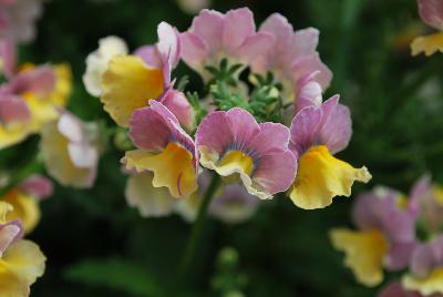 Nesia™ Nemesia Banana Swirl