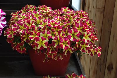 Danziger 'Dan' Flower Farm: Amore™ Petunia Queen of Hearts 