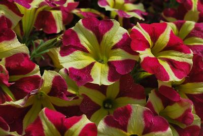 Danziger 'Dan' Flower Farm: Amore™ Petunia Queen of Hearts 