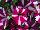 Amore™ Petunia Joy 