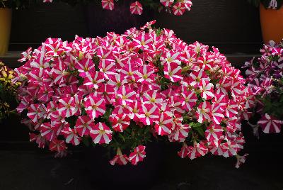 Danziger 'Dan' Flower Farm: Amore™ Petunia Mio 