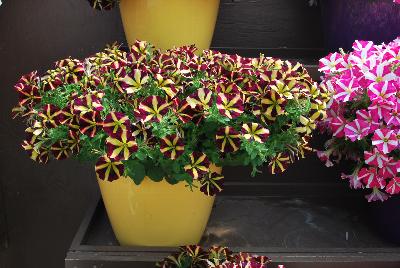 Danziger 'Dan' Flower Farm: Amore™ Petunia Fiesta 