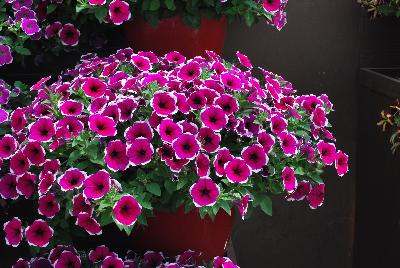 Danziger 'Dan' Flower Farm: Cascadias™ Petunia Rim Cherry 