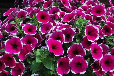 Danziger 'Dan' Flower Farm: Cascadias™ Petunia Rim Cherry 