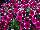 Cascadias™ Petunia Rim Cherry 