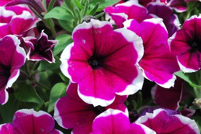 Danziger 'Dan' Flower Farm: Cascadias™ Petunia Rim Cherry 