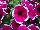Cascadias™ Petunia Rim Cherry 