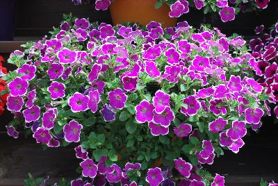 Danziger 'Dan' Flower Farm: Cascadias™ Petunia Rim Fantasy 