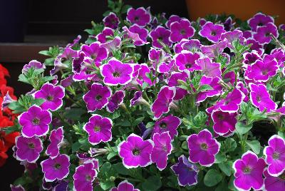 Danziger 'Dan' Flower Farm: Cascadias™ Petunia Rim Fantasy 