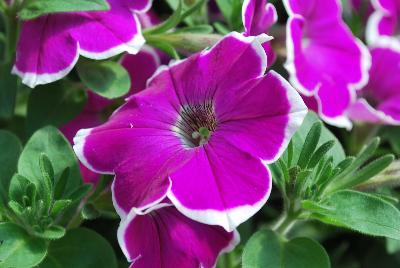 Danziger 'Dan' Flower Farm: Cascadias™ Petunia Rim Fantasy 