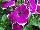 Cascadias™ Petunia Rim Fantasy 