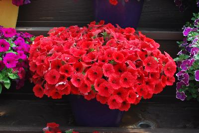 Danziger 'Dan' Flower Farm: Cascadias™ Petunia Simply Red 