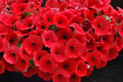 Danziger 'Dan' Flower Farm: Cascadias™ Petunia Simply Red 