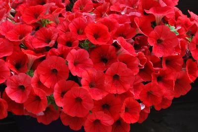 Danziger 'Dan' Flower Farm: Cascadias™ Petunia Simply Red 