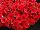 Cascadias™ Petunia Simply Red 